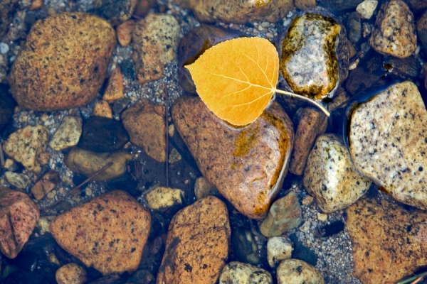 Leaf Rocks and Water