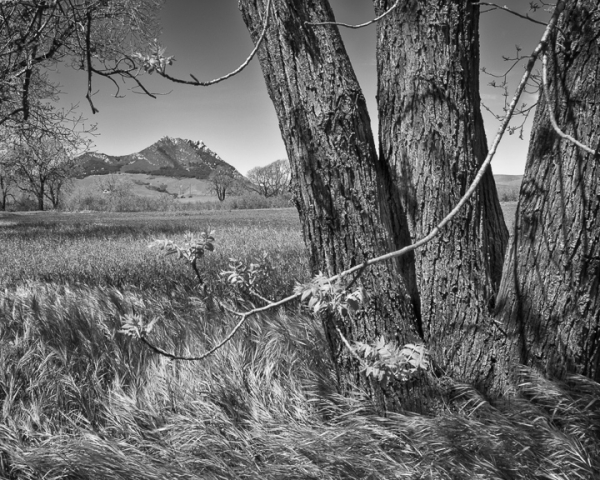 Trees and Hollister Peak