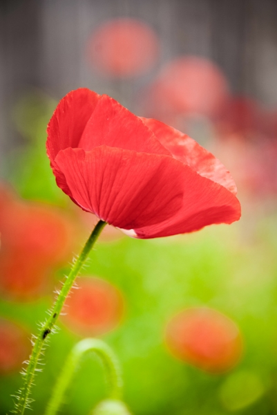 Icelandic Poppy