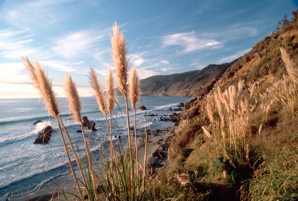 Big Sur Grasses