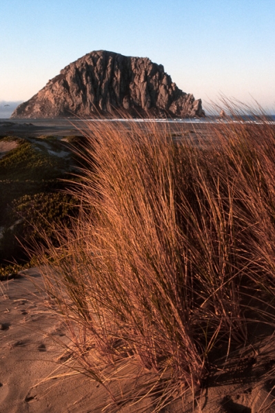 Morro Rock Grasses