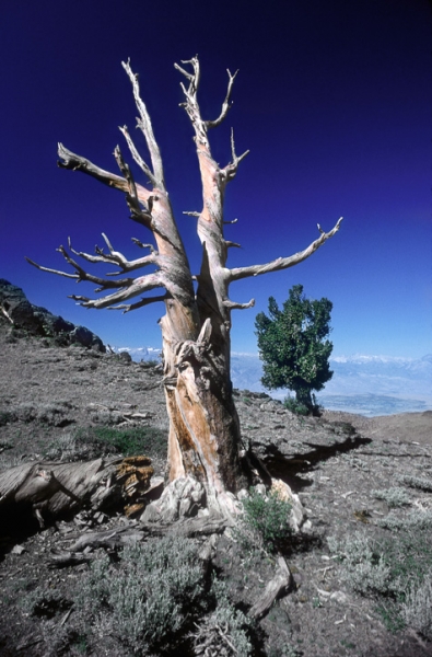 Bristlecone Pine