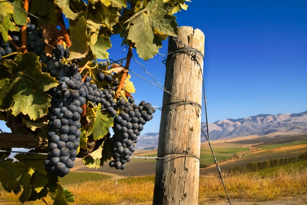 Vines and San Luis Obispo Hills