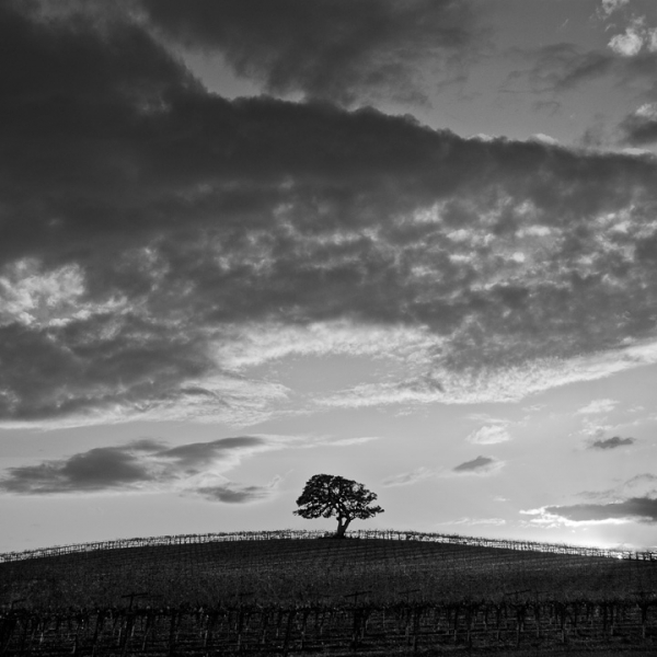 Lone Oak at Sunset