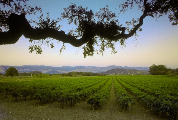 Napa Valley Vineyard