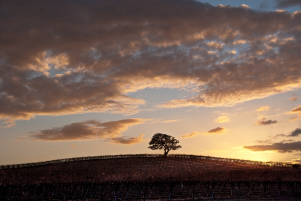 Lone Oak at Sunset in Vineyards (LE)