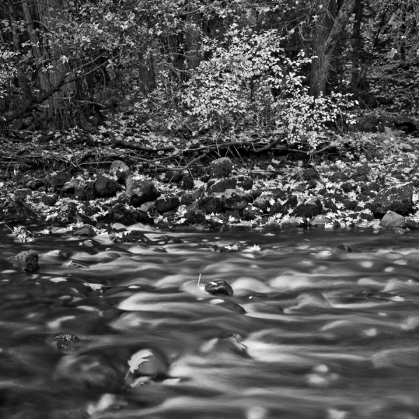 Autumn on the Merced River