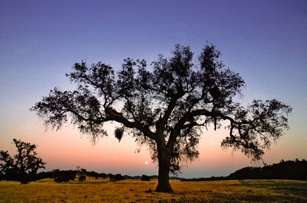 Lone Oak