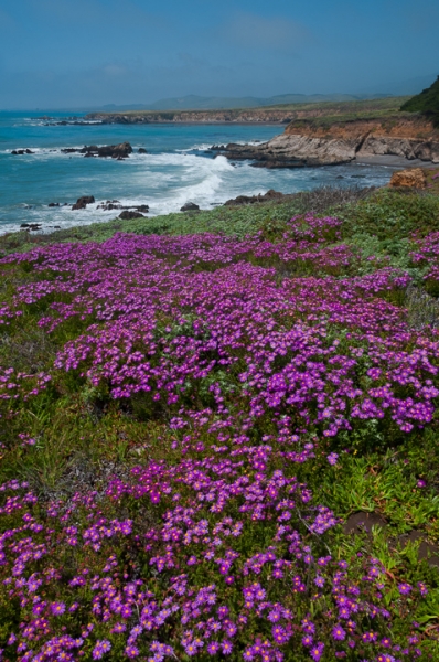 Big Sur South Wildflowers