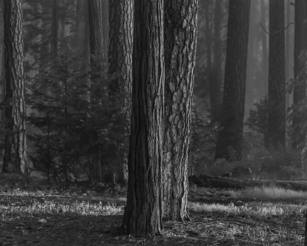 Evening Light, Yosemite (â€¢)