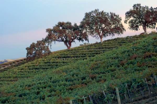 Oaks and Vineyard