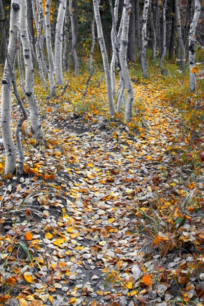 Aspen Paths