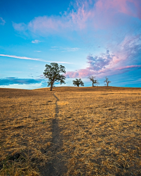 Tress, Animal Tracks (â€¢)