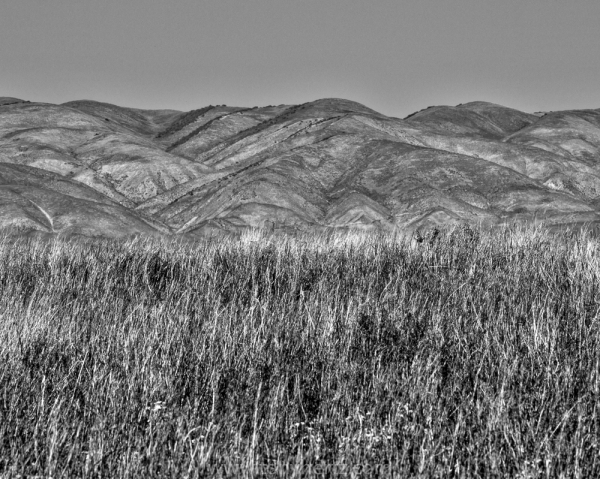 Grasses, Carrizo Plain, CA  (â€¢)