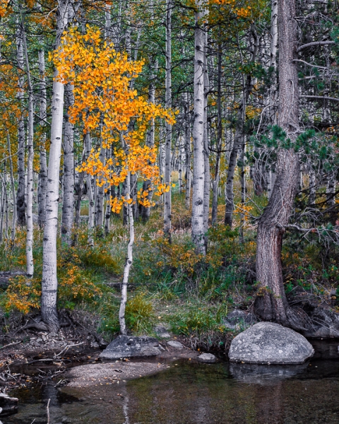 Bishop Creek Aspen; Autumn (â€¢)