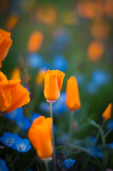 California Poppy 2