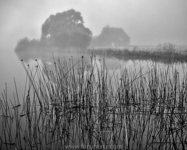 Laguna Lake Fog