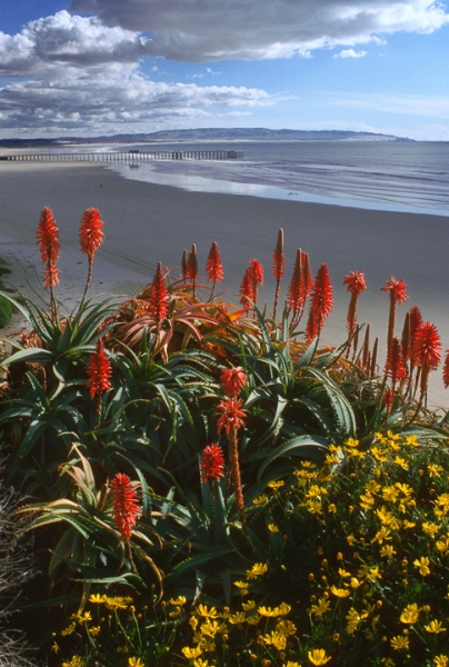 Pismo Pier Flowers