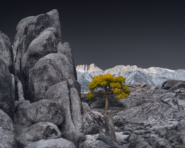 Sunrise and Lone Tree in Alabama Hills (â€¢)