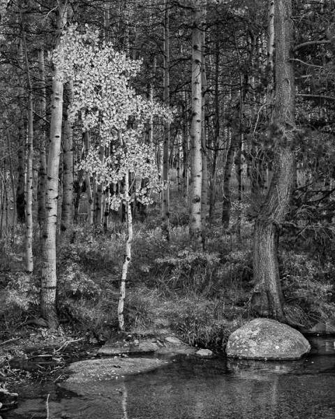 Bishop Creek Aspen, Autumn (â€¢)