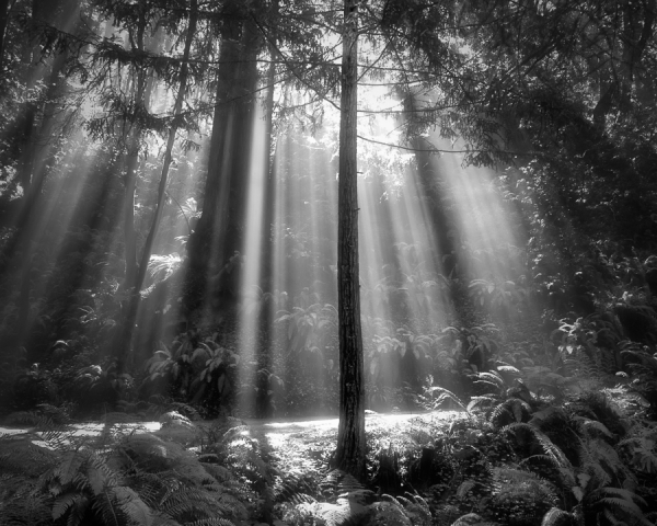 Morning Rays, Mendocino County