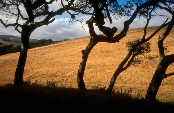 Four Trees