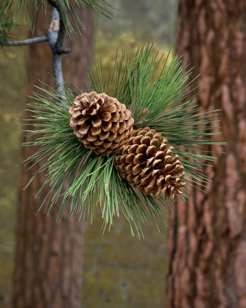 Autumn Pinecones