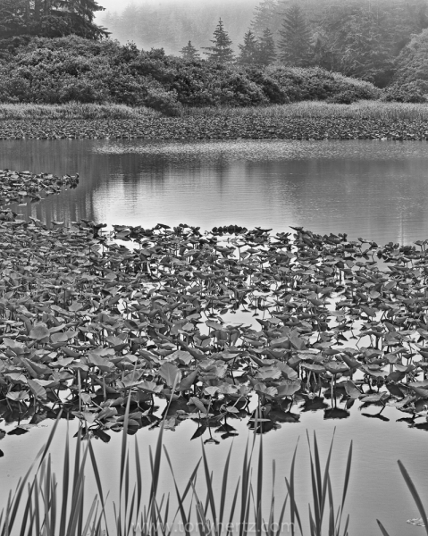 Lagoon Pond, NW California  (â€¢)