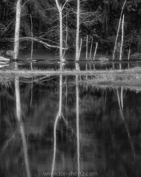 Mirror Lake Trees, Yosemite  (â€¢)