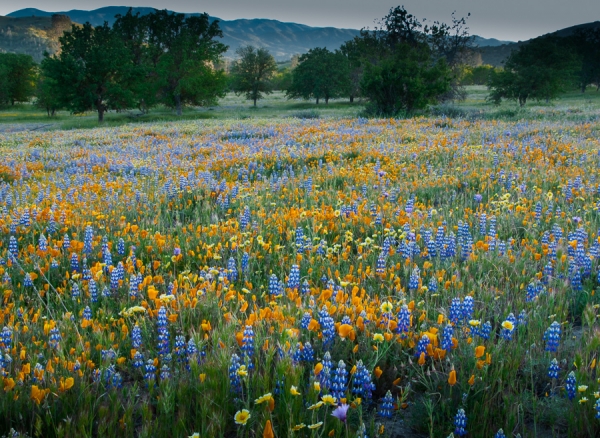 La Panza Range Wildflowers