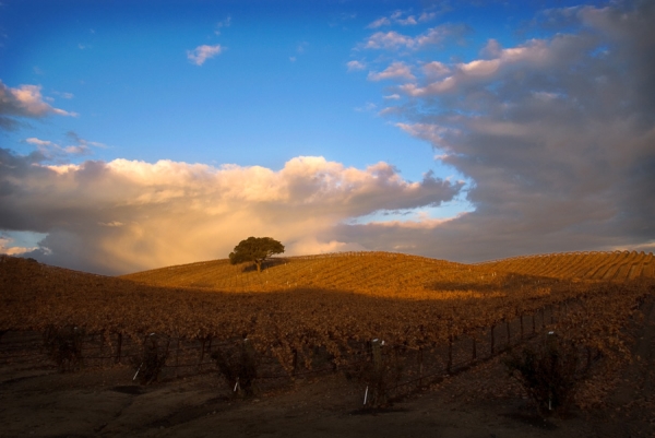 Paso Robles Vineyard Skyline