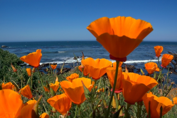 Coastal Poppies