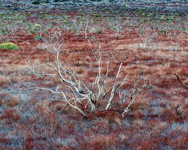 Burned Bush, Owens Valley, California (â€¢)