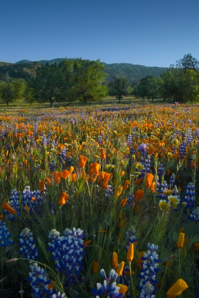 California  Wildflowers