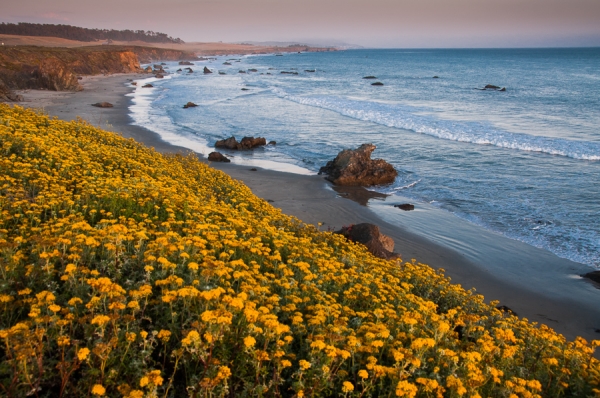 San Simeon Wildflowers