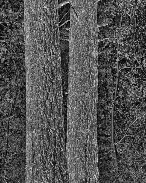 Trees in Reverse (â€¢) A reversed negative image.