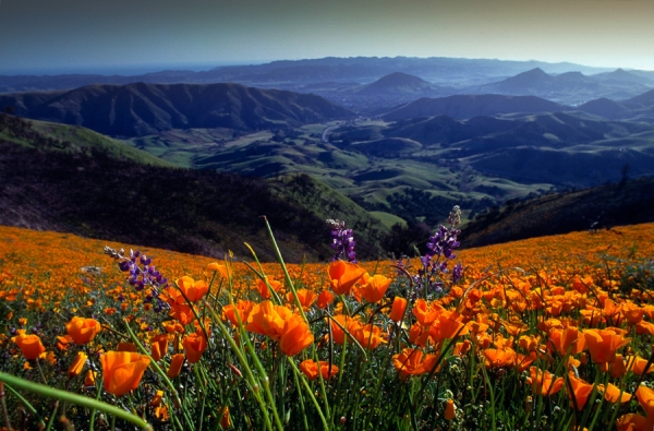 Cuesta Grade Wildflowers