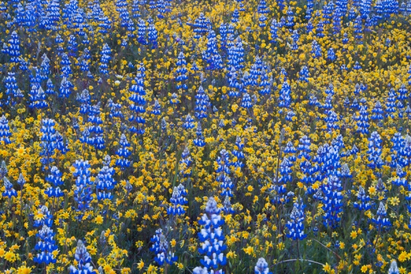 Field of Lupines