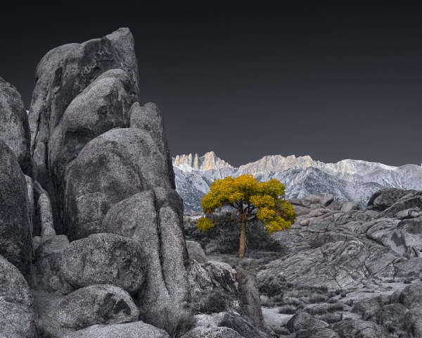 Sunrise and Lone Tree in Alabama Hills â€¢