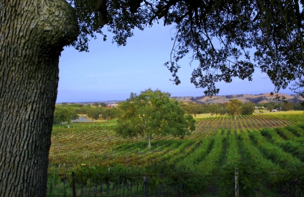 Templeton Vineyard 2