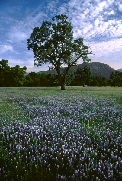 Oak and Wildflowers