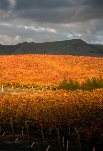 Edna Vineyard Gold