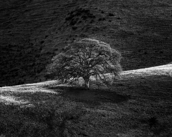 Oak in Light (â€¢)