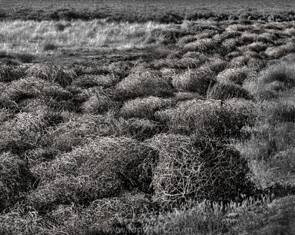 Tumbleweeds, Carrizo Plain, CA  (â€¢)