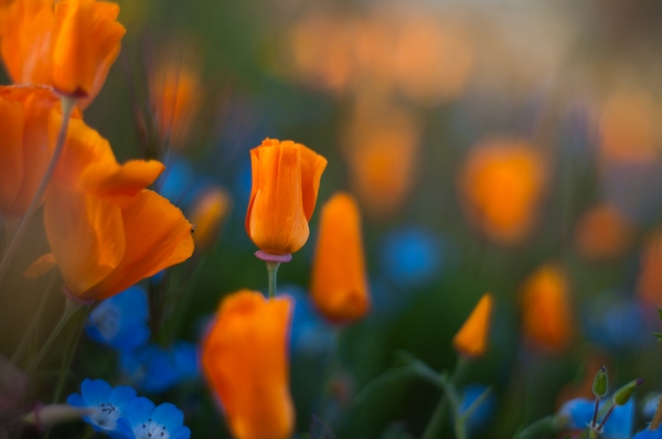 California Poppy