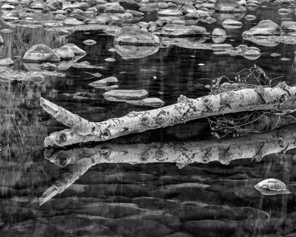 Merced River Reflections (â€¢)