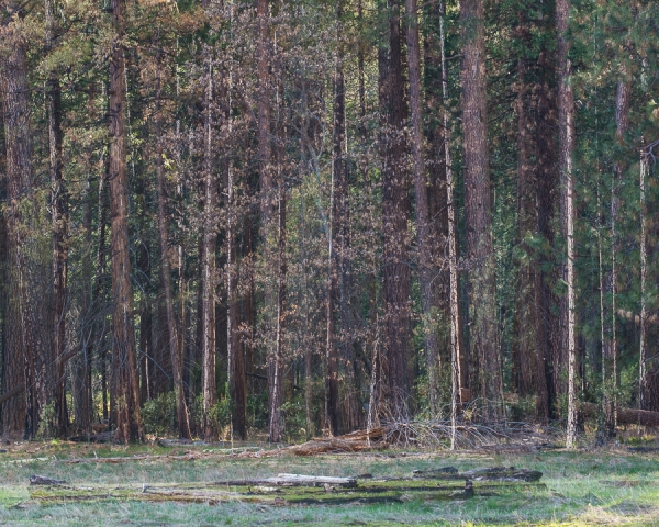 Doubled Forest (â€¢) (in-camera double exposure)