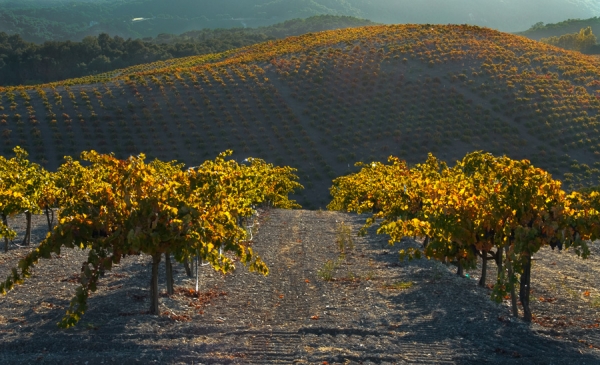 Paso Robles Vineyards