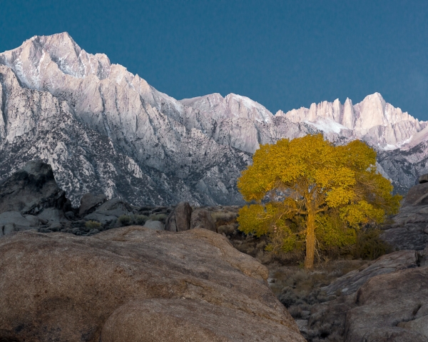 Sunrise and Lone Tree in Alabama Hills #3 (â€¢)