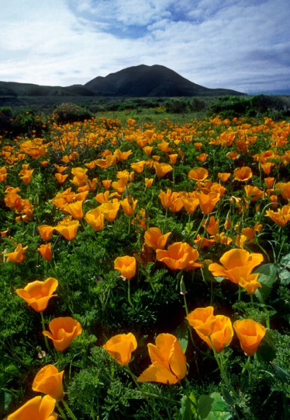 Montana de Oro Poppies